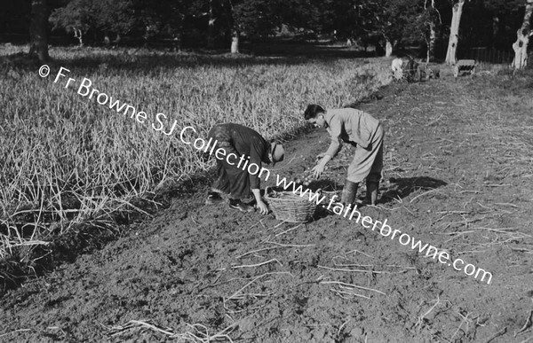 LIFTING POTATO CROP OAKWOOD TRAINGLE